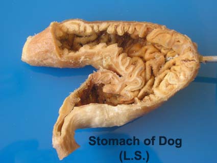 stomach dog L.s.jpg