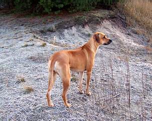 ridgebacks in not