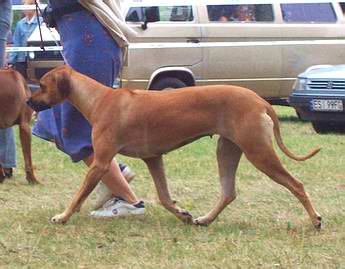 Chorzw 2004